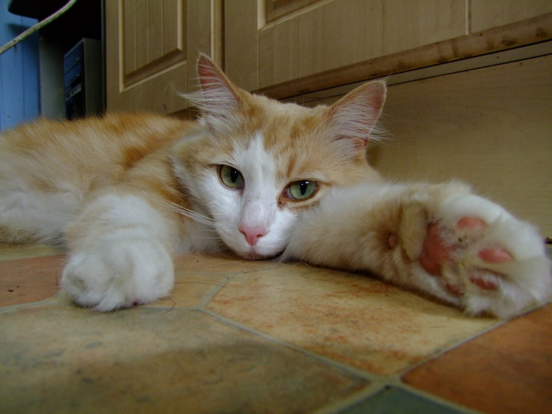 Oscar resting on the kitchen floor.
