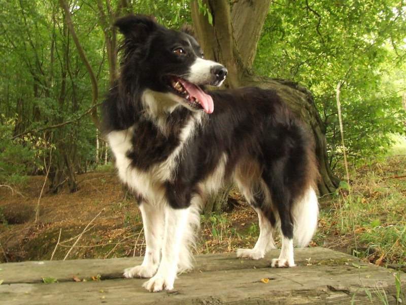 Lady , my  Border  Collie.