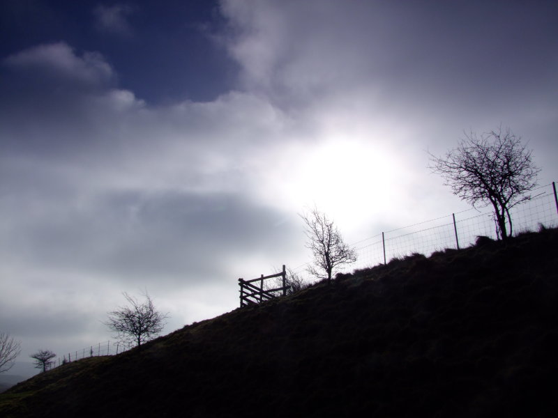 Silhouetted  against  a  brightening  sky.