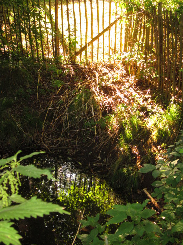 A  paling  fence,  reflected.