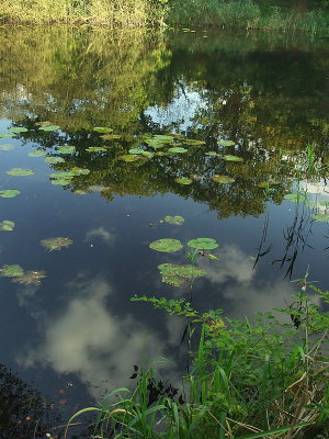 Reflections in the Wake Pond.
