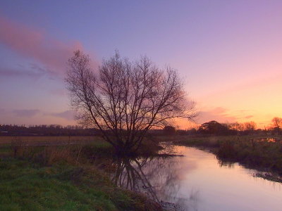 A tree by a river.