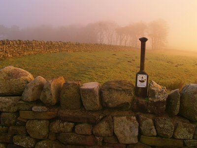 Steel Rigg wood in morning mist.