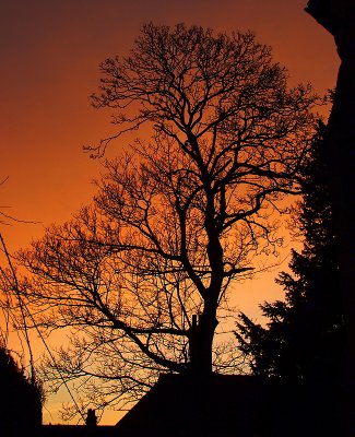 Tree silhouetted in sunset