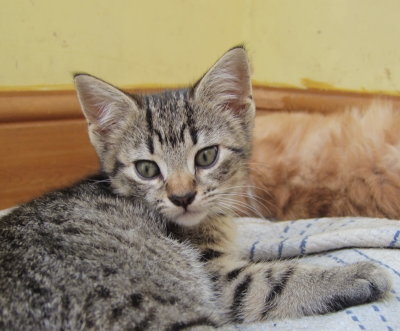 One of Jess's tabby kittens.