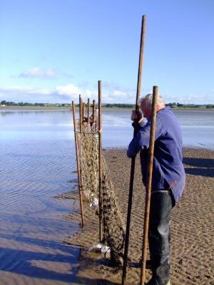 George,70 years old,and  his  mate, resetting  the  9  foot  poles  which  support  the  poke  nets.
