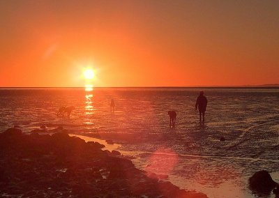 Walking  the  dogs  in  the  evening.