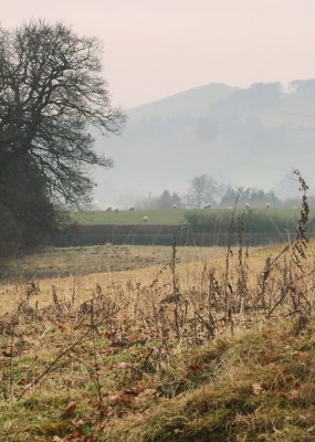 Heath  Mynd, 452m. through  late  afternoon  mists.