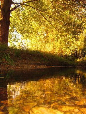 A  limpid  pool.