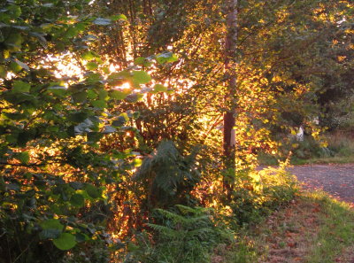 Early  sunshine  illuminates  the  hedgerow.