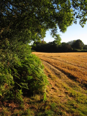 The  golden  stubble.