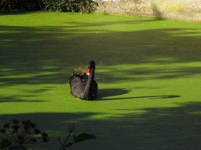 The  resident  black  swan.