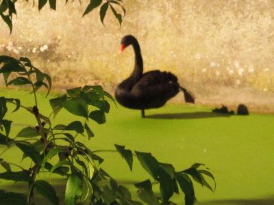 Black  swan  on  one  leg.