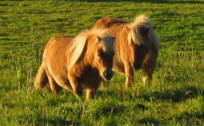 Palamino  Shetland  ponies.
