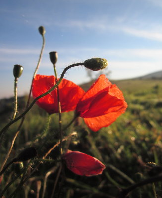 Poppies  in  October ?