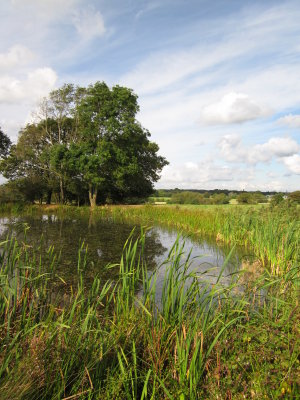 Pond  near  Hempstead  Farm.