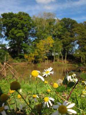Ox-eye  daisies  by  the  duckpond.