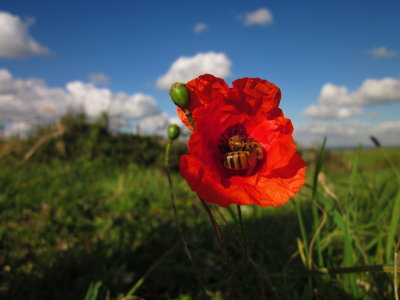 Bees and poppies in harmony.