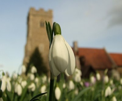 Snowdrop at Willingale.