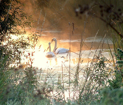 Two swans in the sunrise.