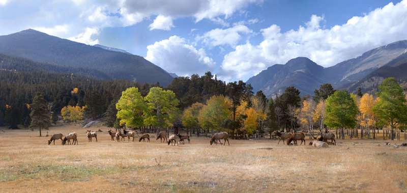 Elk Panorama