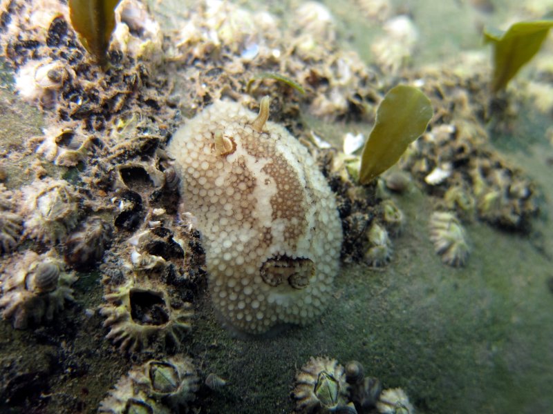 Barnacle-Eating Nudibranch