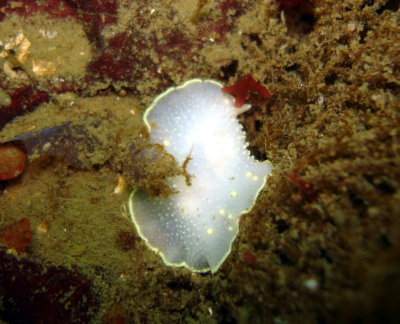 Yellow-Rimmed Nudibranch