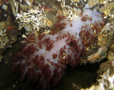 Giant Red Dendronotid (Nudibranch)