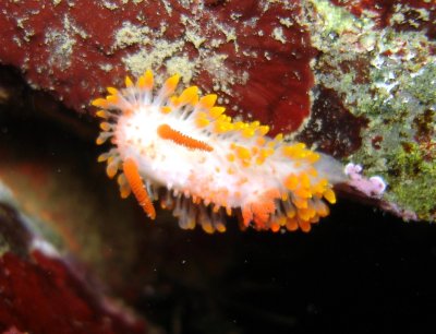 Cockerell's Nudibranch (Orange Spotted)