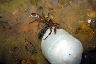 Kelp (?) Crab