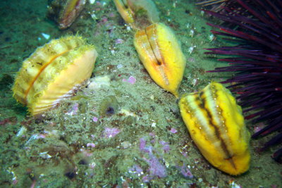 Sea Scallops