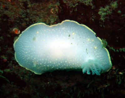 Yellow-Rimmed Nudibranch