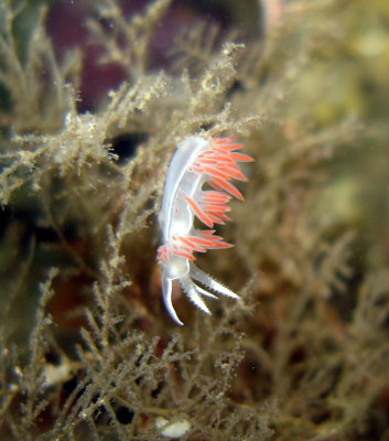 Three-Lined Nudibranch