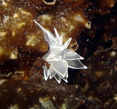 Frosted Nudibranch