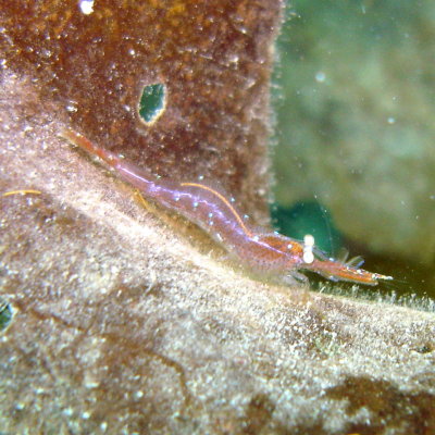 Sidestripe Shrimp