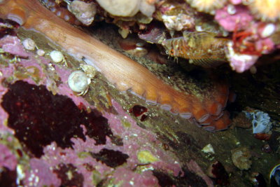 Giant Pacific Octopus (in den)