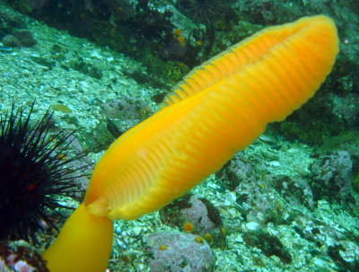 Orange Sea Pen
