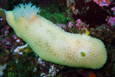 Heath's Dorid