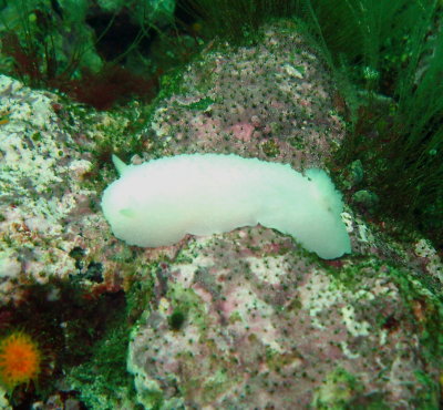 White Nudibranch