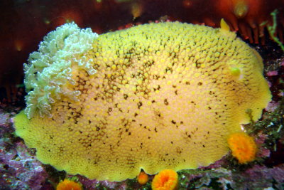 Noble Sea Lemon