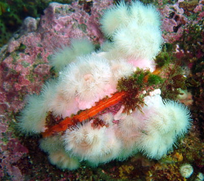 Scallop covered in Short Plumose Anemones