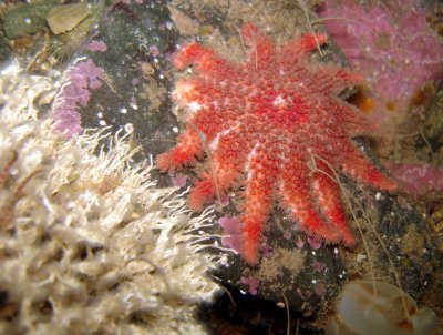 Spiny Sunstar