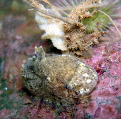 Snail Fish