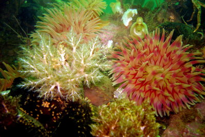 Anemones & Sea Cucumber