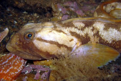 Ocean Pout