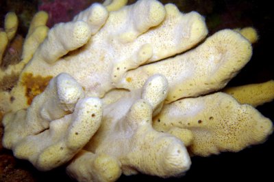 Glove Sponge