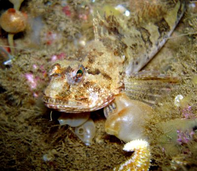 Juvenile Sculpin