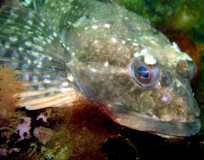 Sculpin