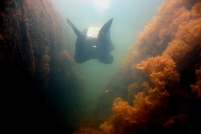 Three Whaling Wrecks