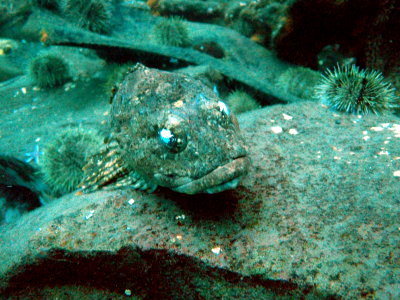Dildo.. sculpins with spooky eyes